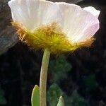 Ranunculus glacialis Blüte