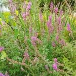 Lythrum salicariaFlower