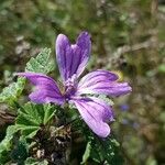 Malva sylvestrisFlor