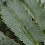 Melianthus major 葉