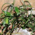 Asplenium seelosii Ліст