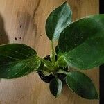 Peperomia maculosa Blad