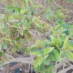 Combretum micranthum Blatt