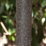 Diospyros minimifolia Bark