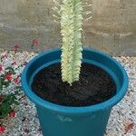 Euphorbia ammak Folha