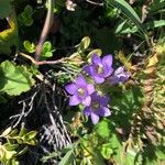 Gentianella aspera Flower