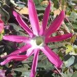 Passiflora reflexiflora Flor