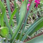 Hyacinthus orientalis Blad
