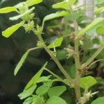 Parietaria floridana Flor