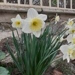 Narcissus bicolor 花