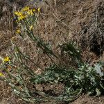 Crepis occidentalis Staniste