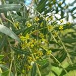 Schinopsis lorentzii Flor