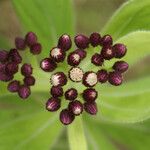 Psiadia anchusifolia Flor
