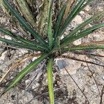 Agave angustifolia Leht