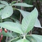 Fuchsia boliviana Folio