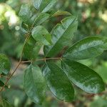 Anthonotha macrophylla Leaf