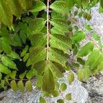 Rhus succedanea ᱥᱟᱠᱟᱢ
