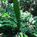 Asplenium scolopendrium Mosusu