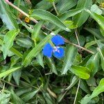 Commelina cyanea Flor