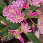 Lewisia cotyledonBlodyn