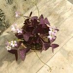 Oxalis triangularis برگ