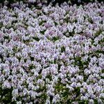 Pontederia crassipes Хабит