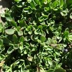 Veronica fruticans Foglia