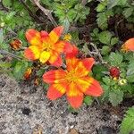 Bidens triplinervia Lorea