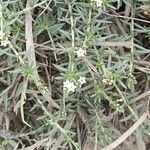 Heliotropium strigosum Bloem