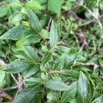 Vaccinium myrtilloides Leaf