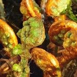 Polystichum braunii Лист