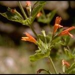 Clinopodium mimuloides Цветок