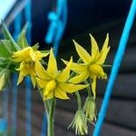 Solanum lycopersicumBloem