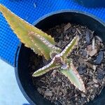 Kalanchoe daigremontiana Folha