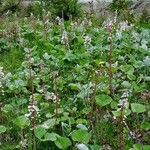 Petasites paradoxus Vekstform