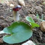 Arisarum simorrhinum Blad