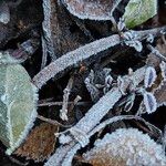 Salvia officinalis Bark