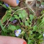 Mazus pumilus Foglia