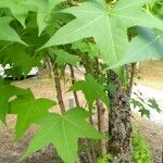 Liquidambar styracifluaBlad