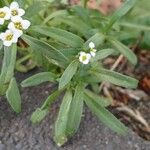 Lobularia maritima Levél