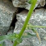 Echium bonnetii Rinde