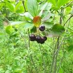 Aronia melanocarpaFruit