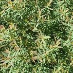 Melaleuca linariifolia Fulla