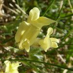 Oxytropis campestris Fula