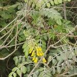 Sophora tomentosa Habitat