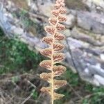 Asplenium ceterach Frunză