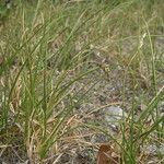 Carex arenaria 花