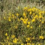 Cytisus balansae Habitus