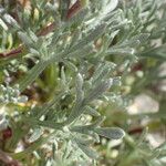 Artemisia umbelliformis Blad