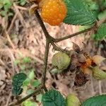 Rubus ellipticus Frucht